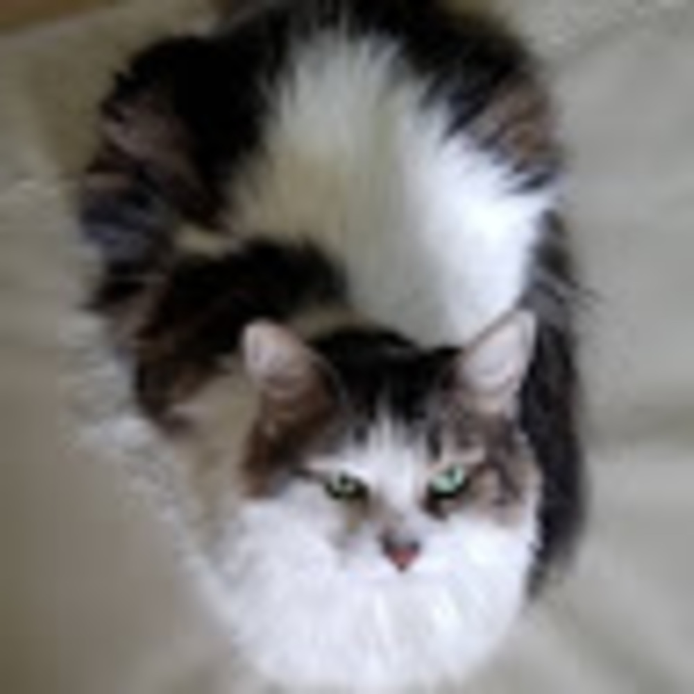 Meet your Posher, Catness